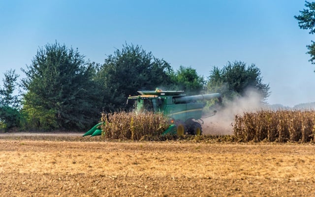 Green combine harvests a corn field.